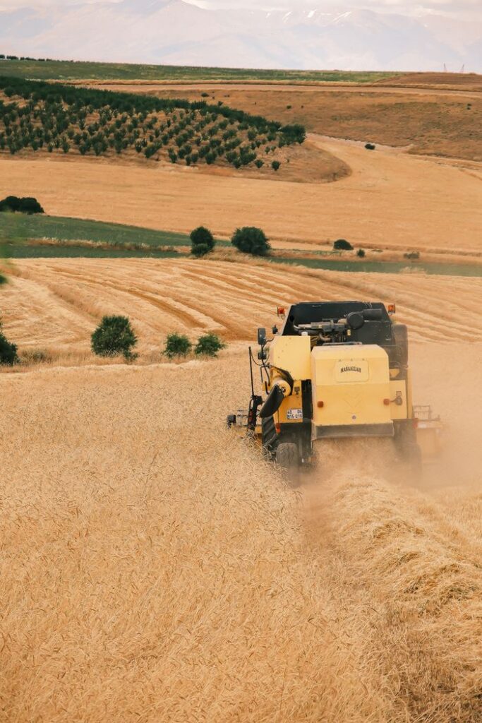 Combine harvester working in wheat field, capturing the essence of rural Türkiye.